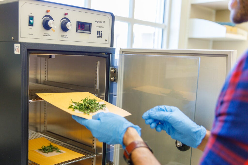 A person in blue latex gloves puts a small pile of green leaves into a machine in a laboratory setting. 